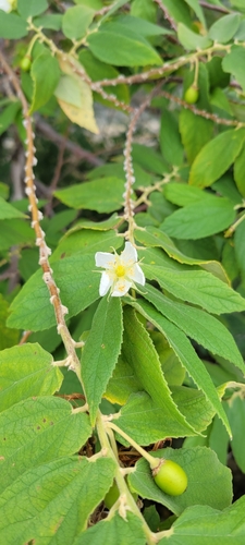 Muntingia calabura observed 2024-09-05