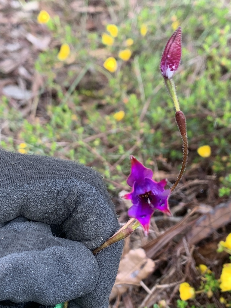 Caladenia brunonis