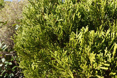 Libocedrus bidwillii