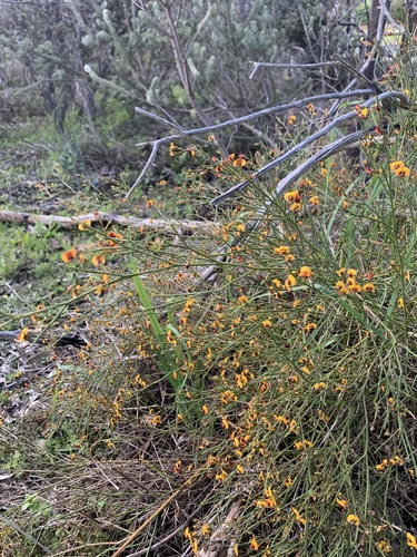 Image of Daviesia divaricata by (c) Malcolm Simard, some rights reserved (CC BY)