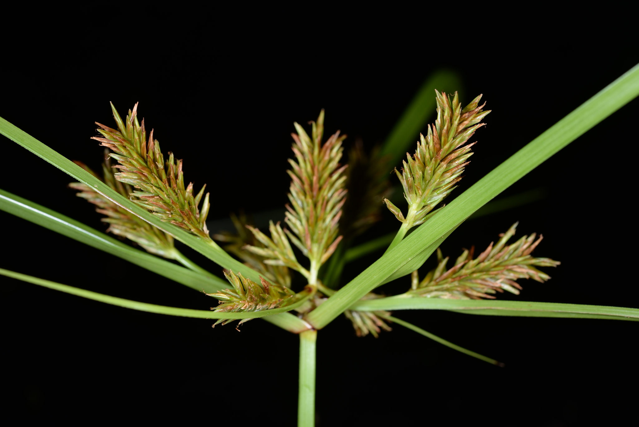 Cyperus cyperinus