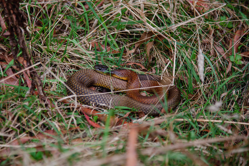 Eastern Tiger Snake sighting