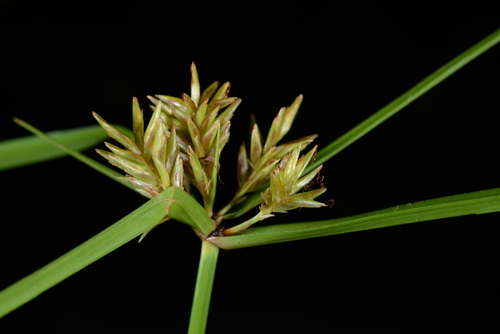 Cyperus cyperinus