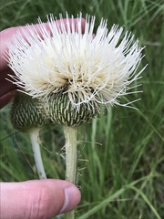 Cirsium canescens