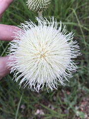 Cirsium canescens