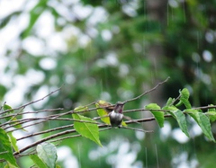 Calliphlox amethystina