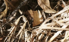 Prochoerodes truxaliata