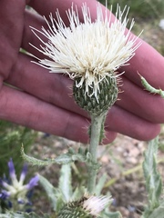 Cirsium canescens