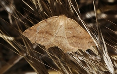 Prochoerodes truxaliata