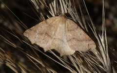 Prochoerodes truxaliata