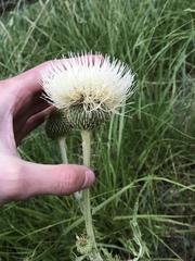 Cirsium canescens
