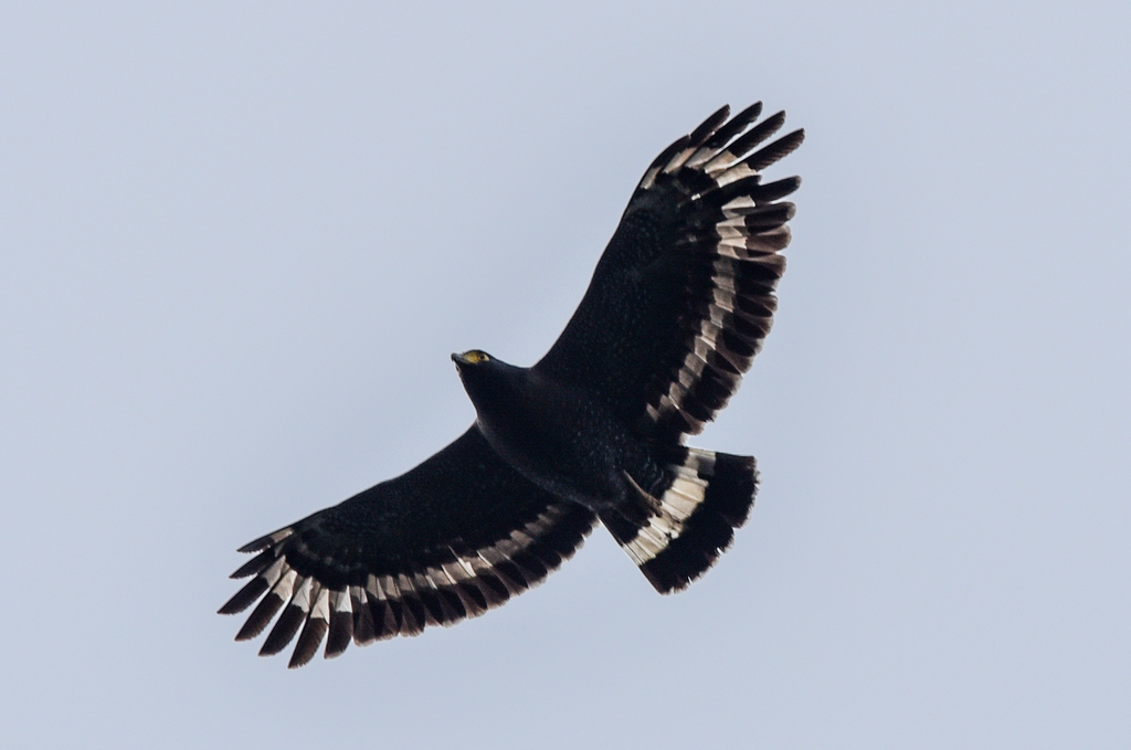 Mountain Serpent Eagle