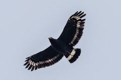 Mountain Serpent Eagle photo 1