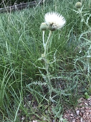 Cirsium canescens
