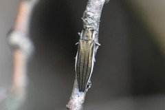 Agrilus macer