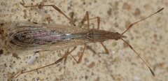 Berytinus montivagus
