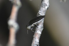 Agrilus macer