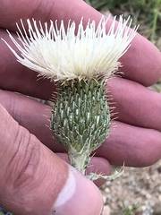 Cirsium canescens