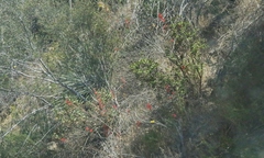 Delphinium cardinale