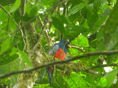 Trogon comptus