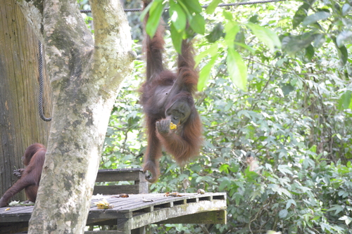 Bornean orangutan