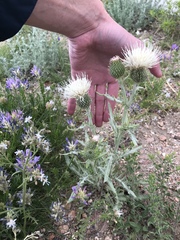 Cirsium canescens