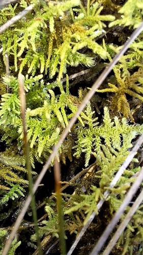Image of Thuidiopsis sparsa by no rights reserved