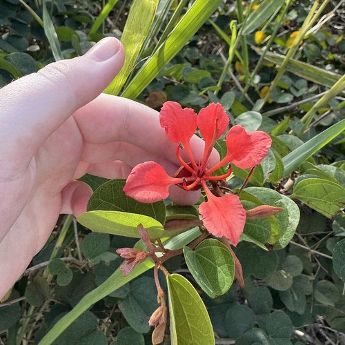 Bauhinia galpinii