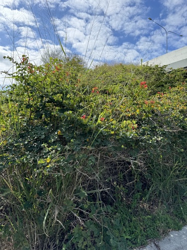 Bauhinia galpinii