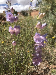 Penstemon comarrhenus