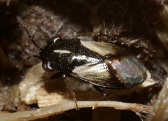 Geocoris lineolus