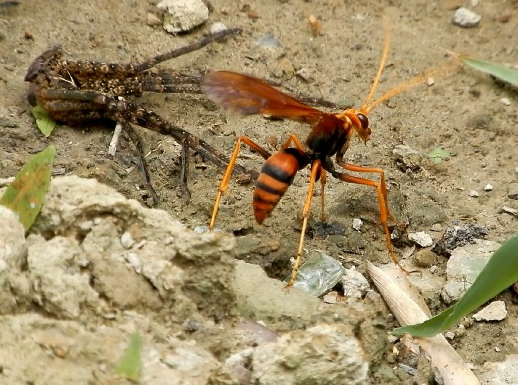 Leptodialepis nicevillei