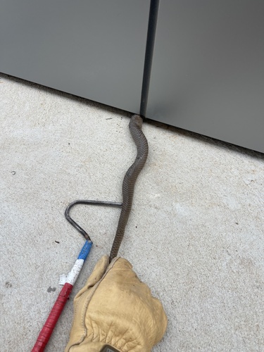 Eastern Brown Snake sighting
