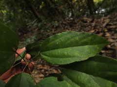 Mallotus philippensis