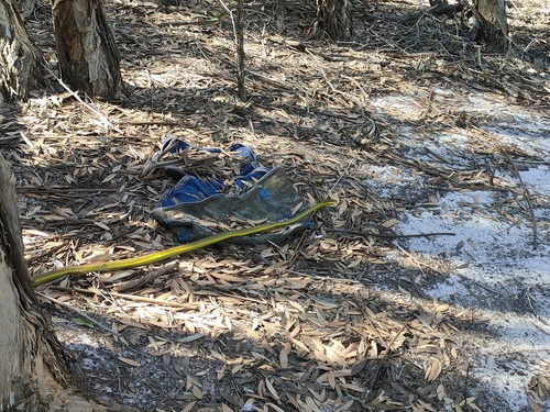 Common Tree Snake sighting