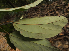 Mallotus philippensis