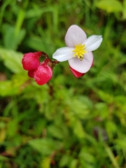 Begonia decandra