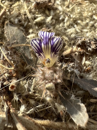 Image of Acanthopsis hoffmannseggiana by (c) Cecile Roux, some rights reserved (CC BY-SA)