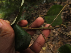 Mallotus philippensis