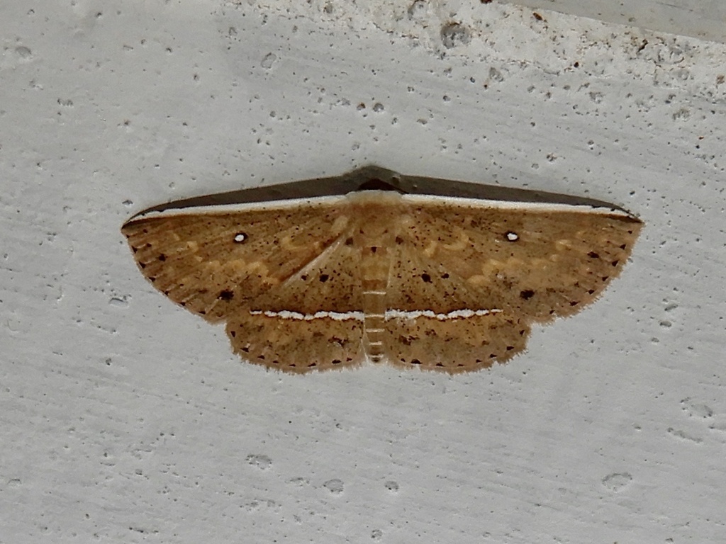 Arasada pyraliformis