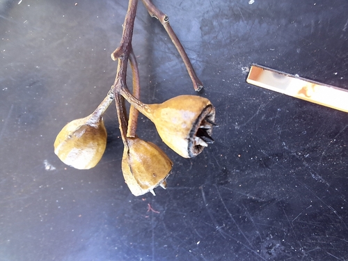 Eucalyptus concinna, 2024-08-31