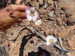 Calochortus dunnii