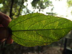 Mallotus philippensis