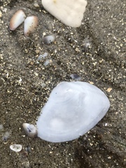 Macoma