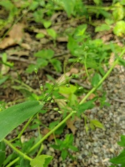 Dichanthelium scribnerianum