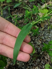 Dichanthelium scribnerianum