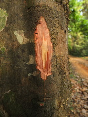 Mallotus philippensis