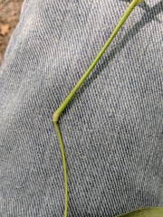 Dichanthelium scribnerianum