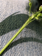 Dichanthelium scribnerianum