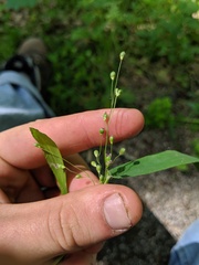 Dichanthelium scribnerianum